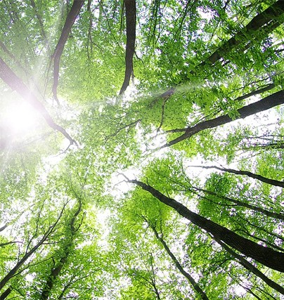 Cores dol Brasil - Verde